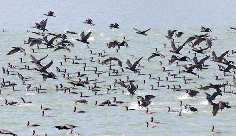 深圳灣成候鳥遷徙“加油站”